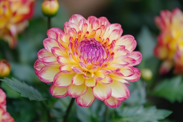 盛开的重瓣花卉