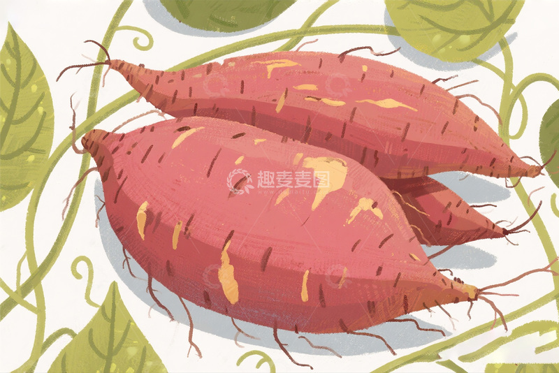 高清大图下载【趣麦麦图】红薯插画图14