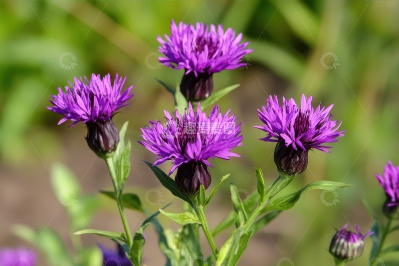 高清大图下载【趣麦麦图】野外盛开的大蓟