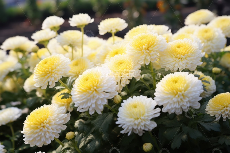 高清大图下载【趣麦麦图】盛开的白色菊花花簇
