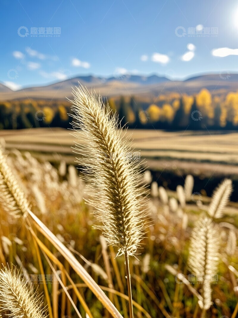高清大图下载【趣麦麦图】金秋草穗与远山风光