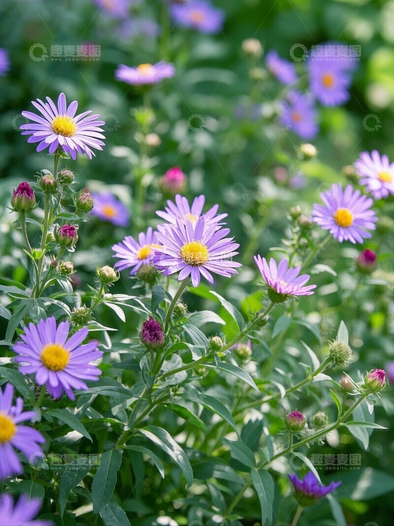 高清大图下载【趣麦麦图】紫色雏菊盛开的花丛