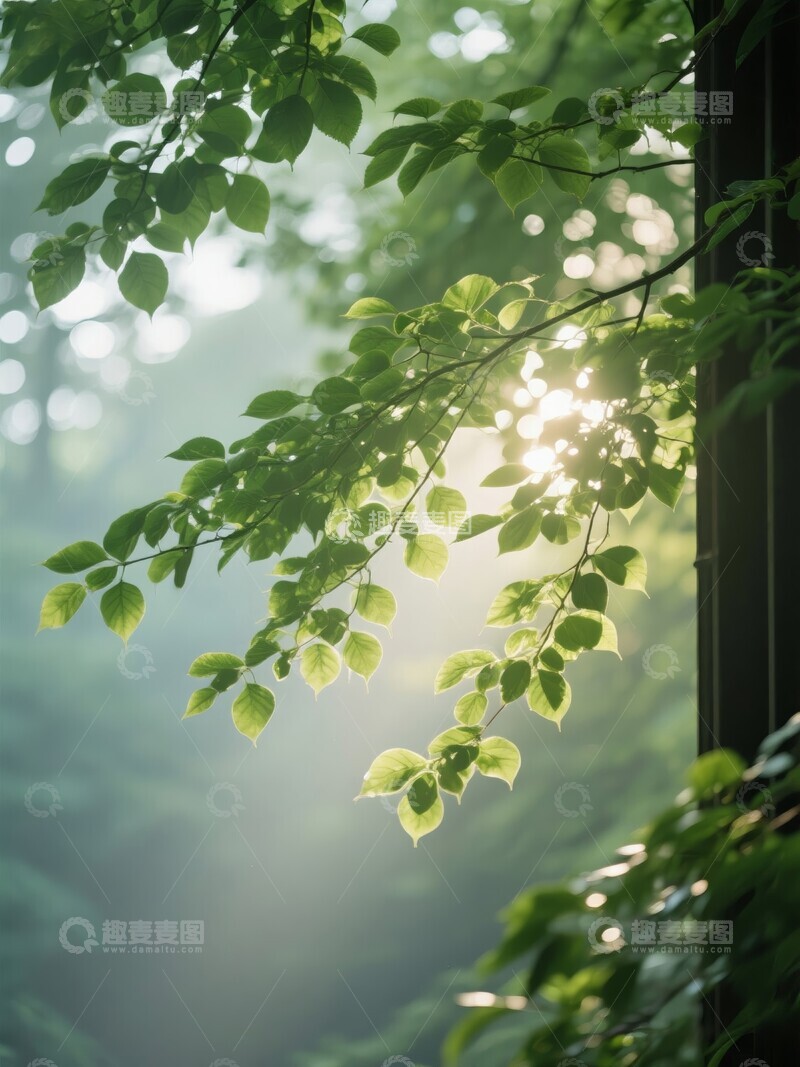 高清大图下载【趣麦麦图】晨光穿透树叶的自然景象