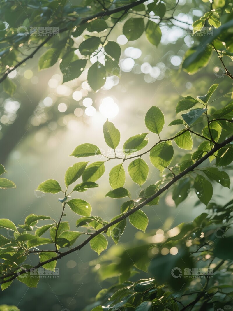高清大图下载【趣麦麦图】阳光穿透绿叶的森林景象