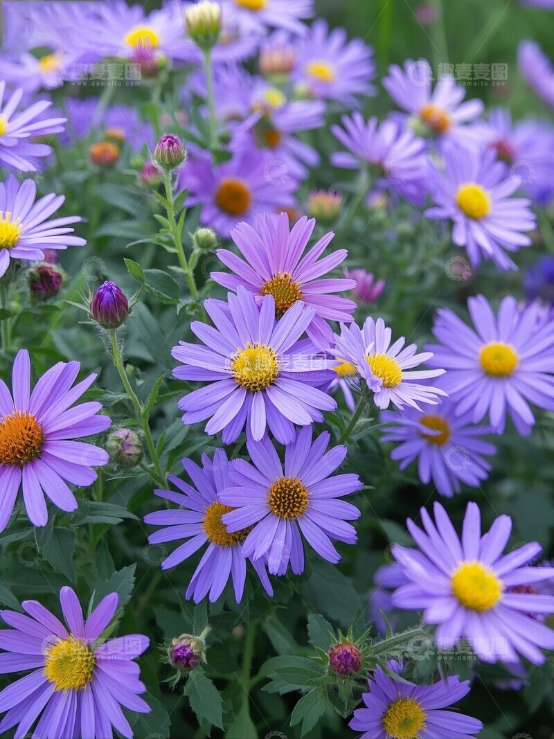 高清大图下载【趣麦麦图】紫色雏菊在阳光下绽放