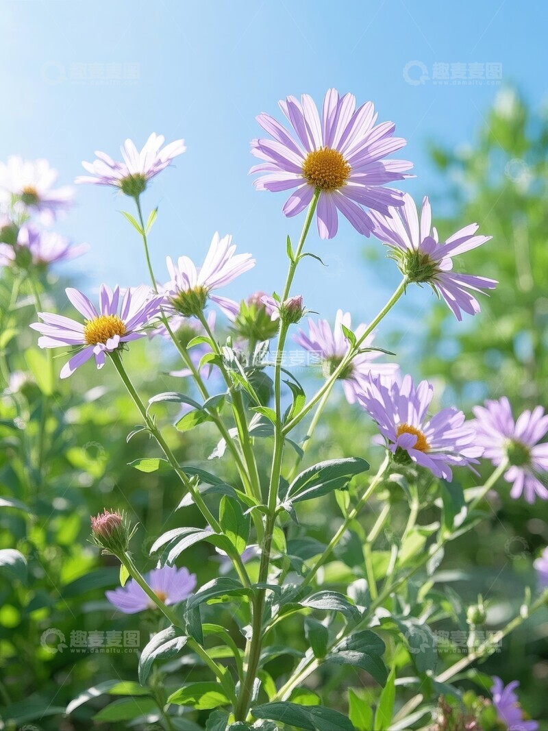 高清大图下载【趣麦麦图】紫色雏菊在绿叶中绽放