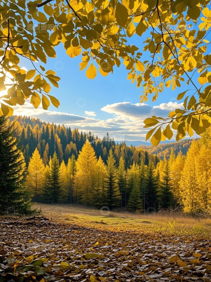高清大图下载【趣麦麦图】秋日森林，金黄树叶与阳光交织的美景