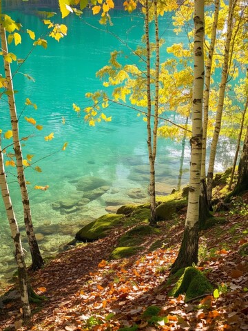 秋日湖畔的白桦林