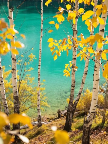 秋日湖畔，金叶映衬碧水