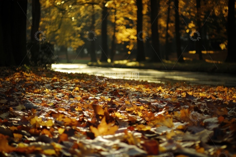 高清大图下载【趣麦麦图】秋季洛满树叶的树林