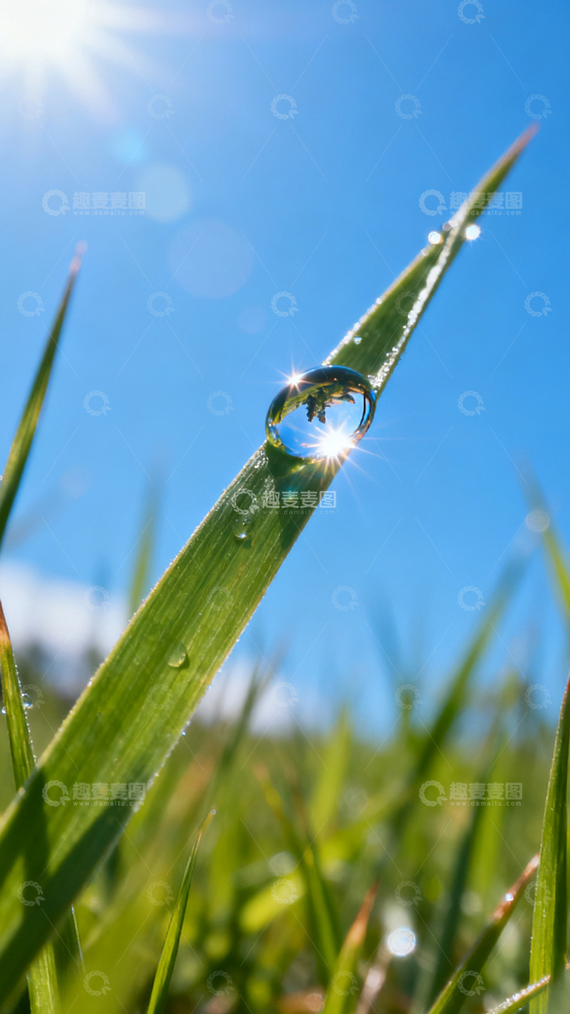 高清大图下载【趣麦麦图】阳光下的露珠叶子