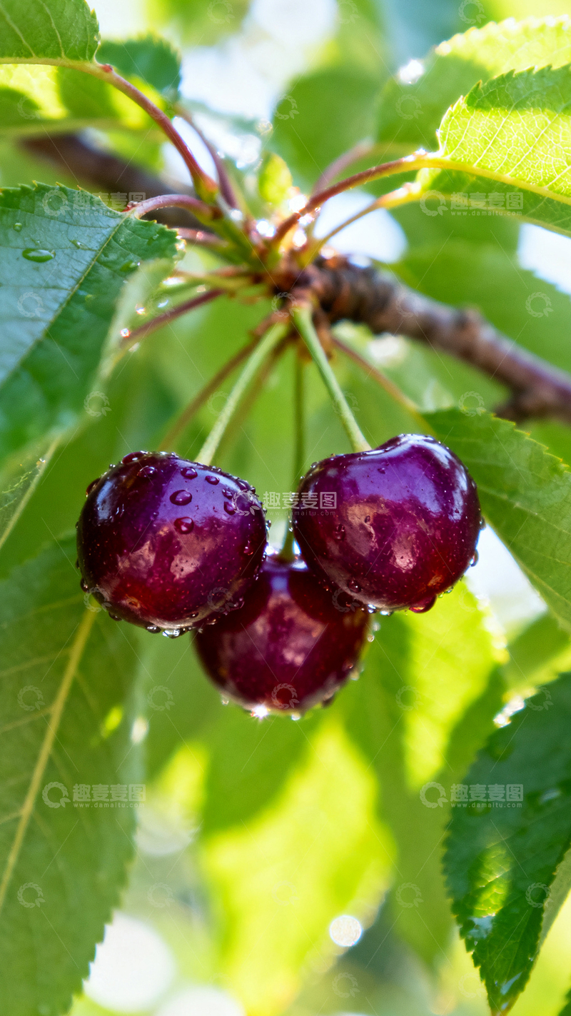 高清大图下载【趣麦麦图】樱桃挂在树上