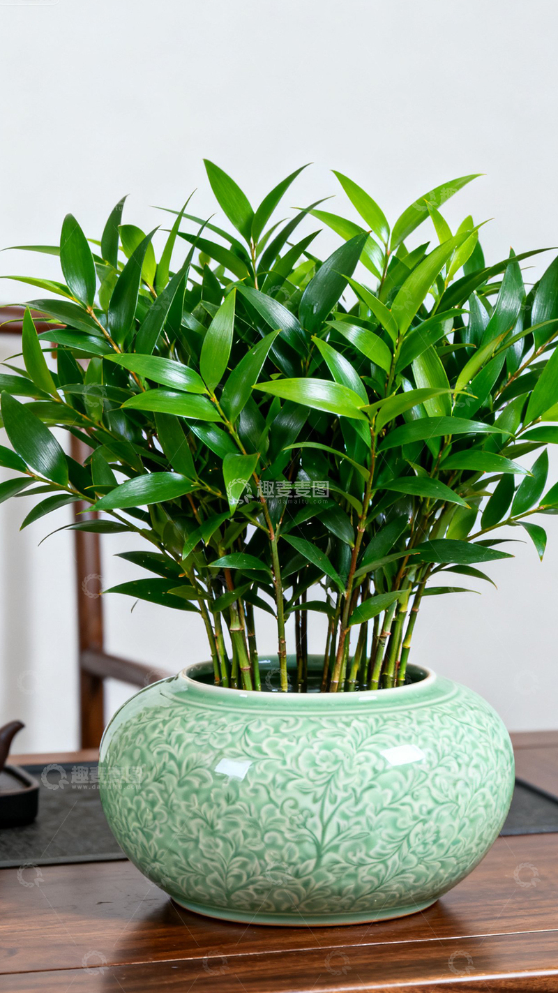 高清大图下载【趣麦麦图】室内绿色的盆栽植物