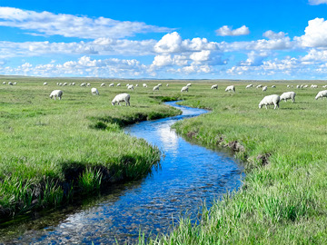 蓝天白云羊群3