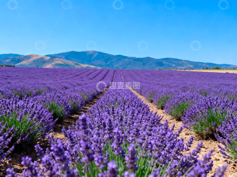 高清大图下载【趣麦麦图】薰衣草花海2