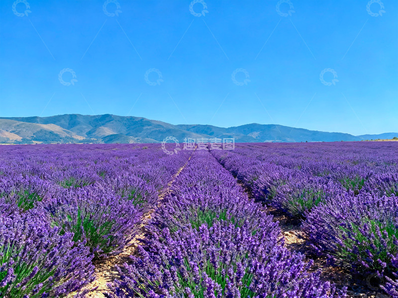 高清大图下载【趣麦麦图】薰衣草花海3