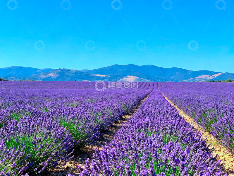 高清大图下载【趣麦麦图】薰衣草花海1