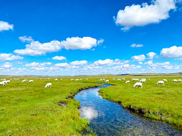 蓝天白云羊群2