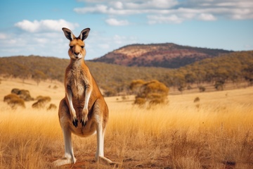 荒原上的一只袋鼠