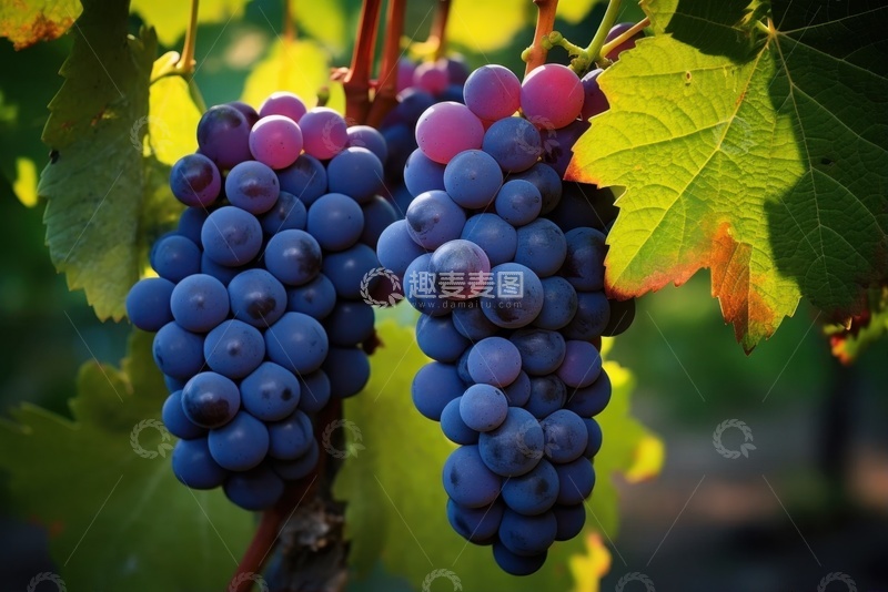 高清大图下载【趣麦麦图】葡萄园里紫色的葡萄串