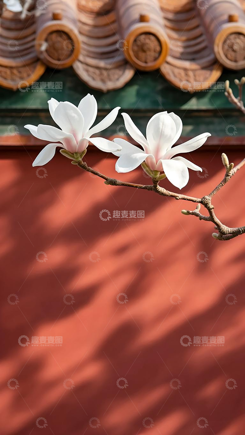 高清大图下载【趣麦麦图】古风红墙玉兰摄影壁纸