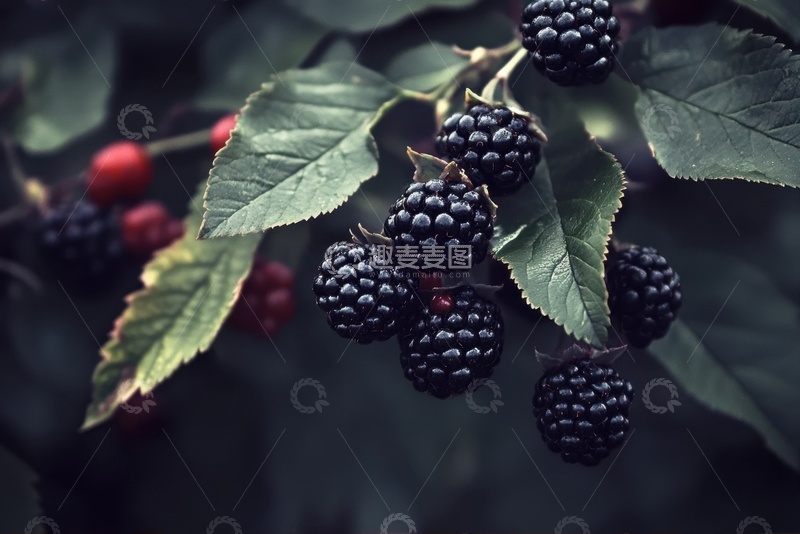 高清大图下载【趣麦麦图】生长在树枝上的新鲜桑葚