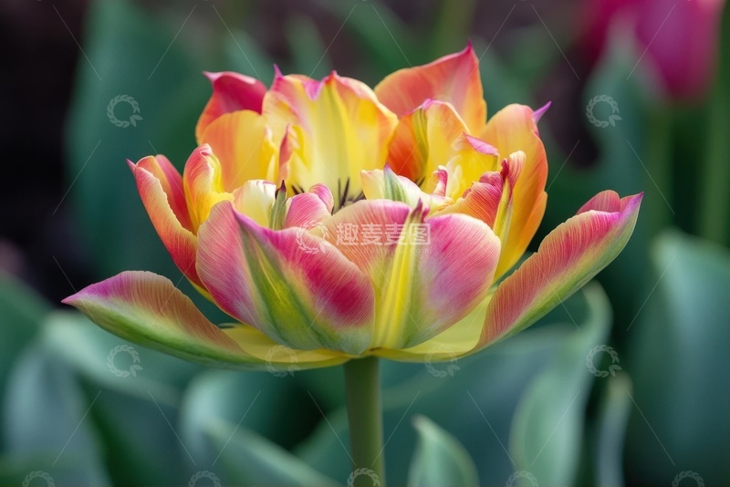 高清大图下载【趣麦麦图】盛开的一朵花卉花朵