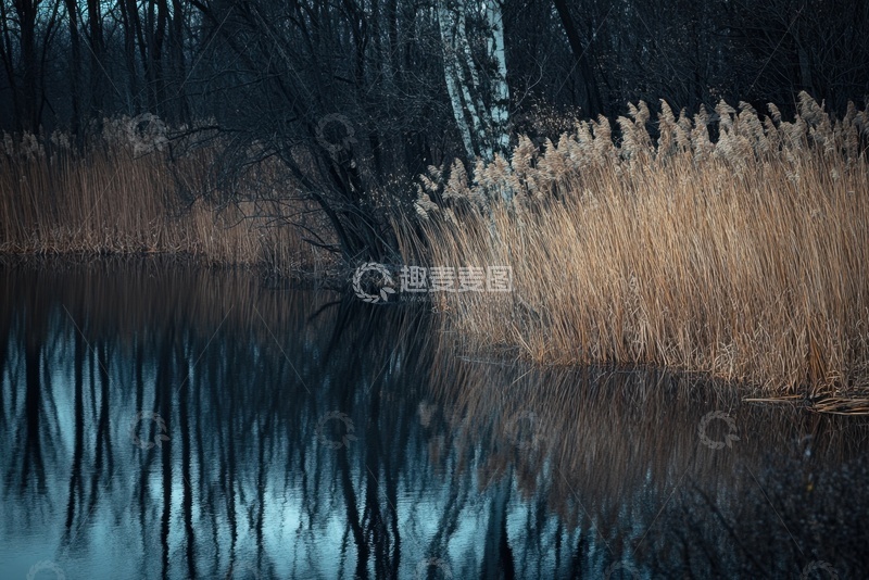 高清大图下载【趣麦麦图】湿地湖泊树木倒影