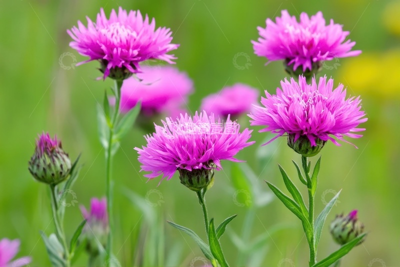 高清大图下载【趣麦麦图】田野上盛开的大蓟