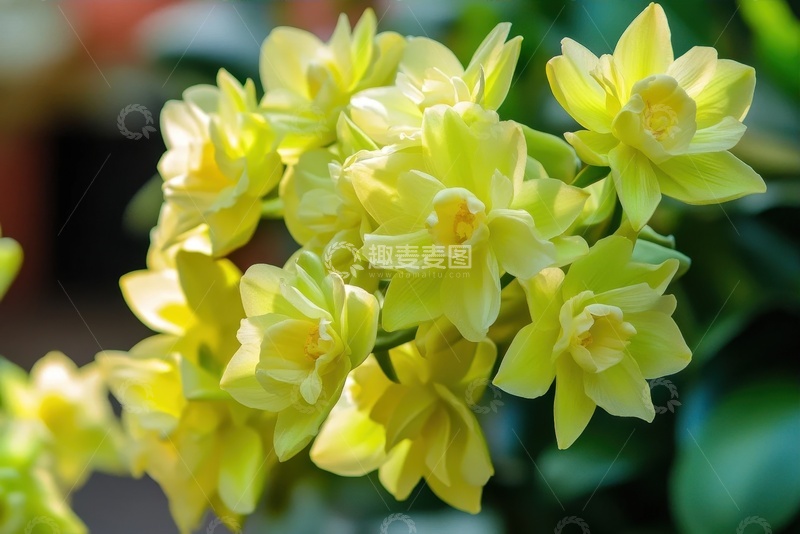 高清大图下载【趣麦麦图】盛开的花簇花卉