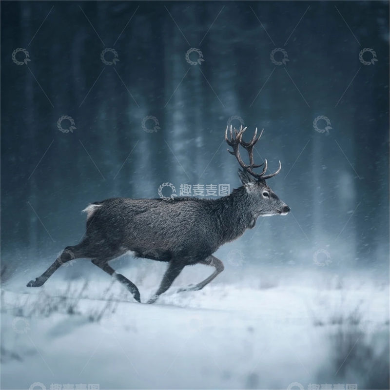 高清大图下载【趣麦麦图】冬日奔跑的麋鹿