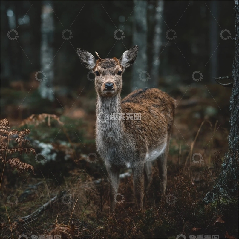 高清大图下载【趣麦麦图】神秘森林中的小鹿