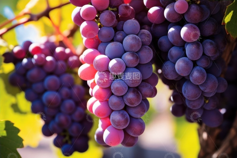 高清大图下载【趣麦麦图】葡萄园里紫色的葡萄串