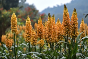 野外美丽的花棒花丛