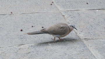 一只鸟在地上吃松果图
