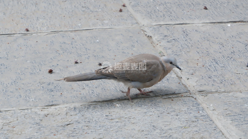 高清大图下载【趣麦麦图】一只鸟在地上吃松果图