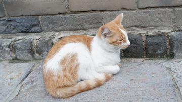 宠物可爱小猫可做素材