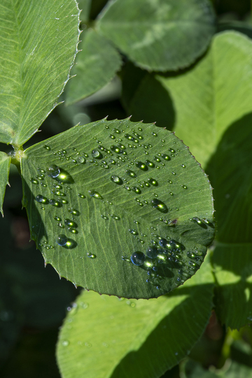 雨后树叶水珠