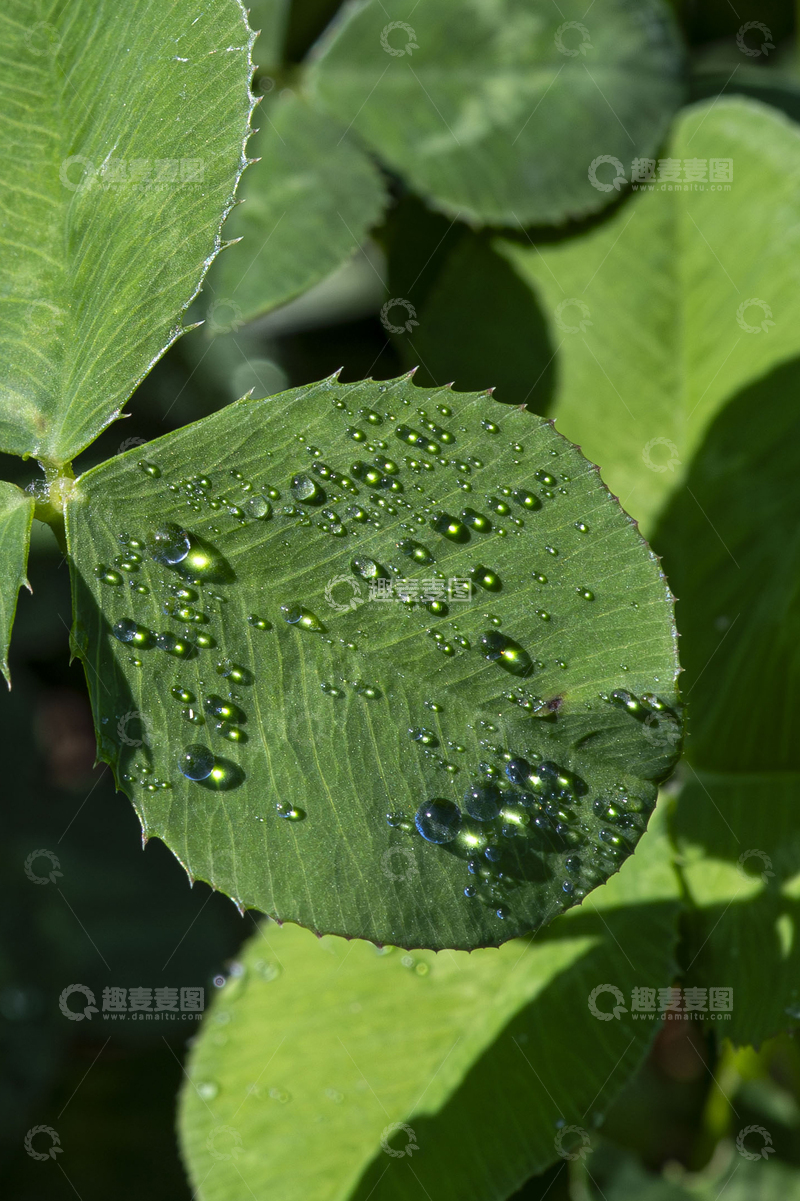 雨后树叶水珠