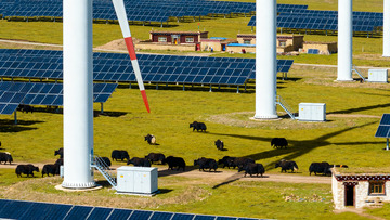 草原上的风电光伏与牦牛