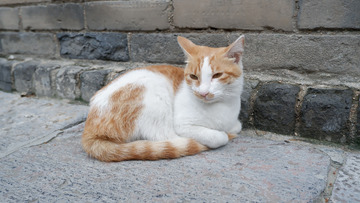 宠物摄影小猫咪橘猫