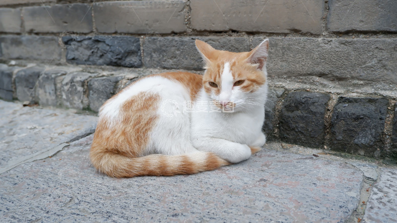 宠物摄影小猫咪橘猫