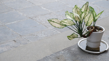 盆栽植物可做元素