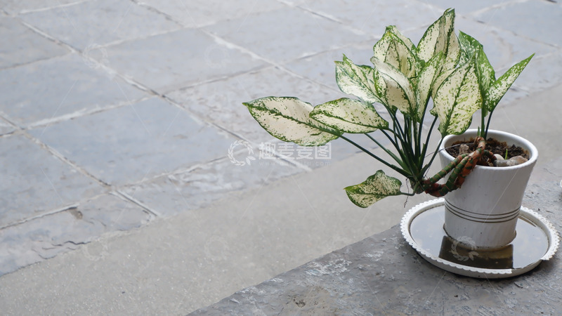 高清大图下载【趣麦麦图】盆栽植物可做元素