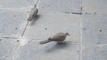 两只鸟在地上吃松果图