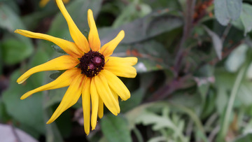 黄色小花可做元素