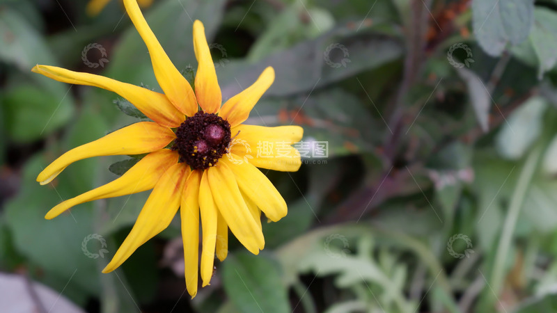 黄色小花可做元素