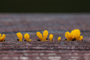 桂花菌微距摄影