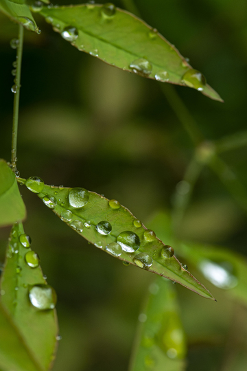 雨中微观树叶