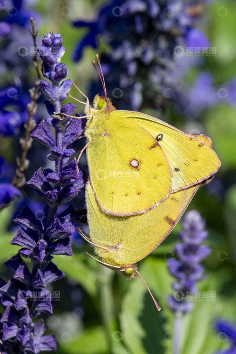 高清大图下载【趣麦麦图】双生豆粉蝶恋花